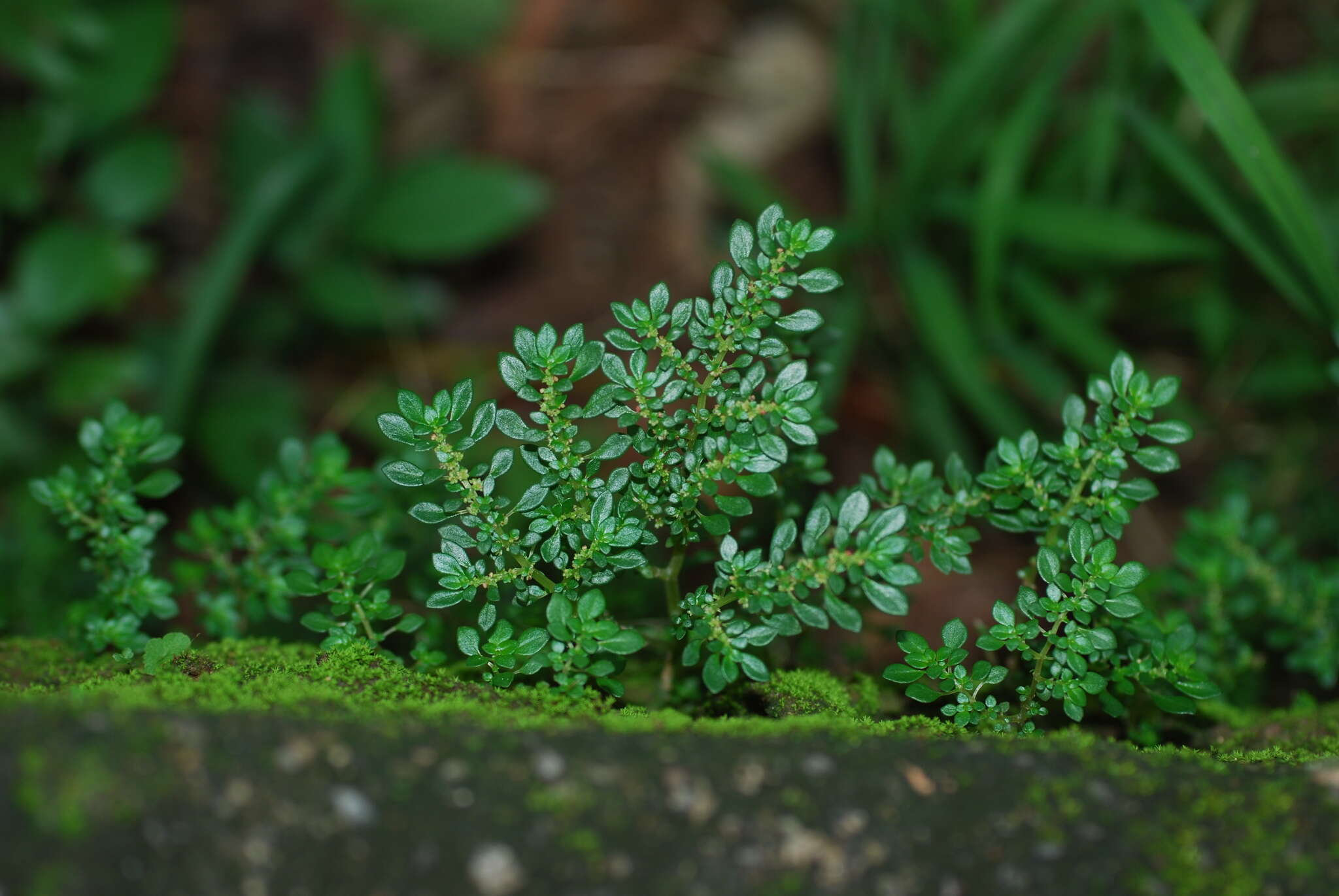 Image of rockweed