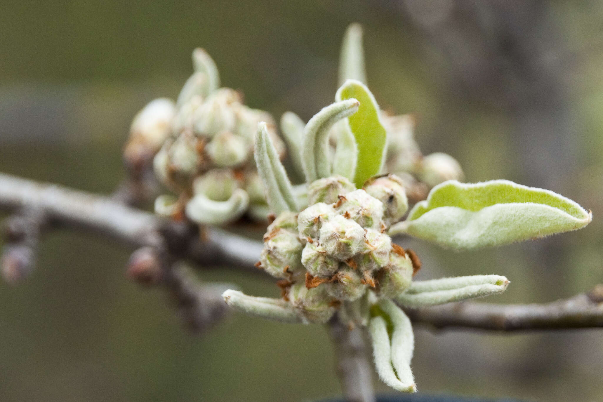 Plancia ëd Pyrus nivalis Jacq.