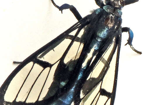 Image of Syntrichura virens Butler 1876