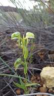 Image of Banded greenhood