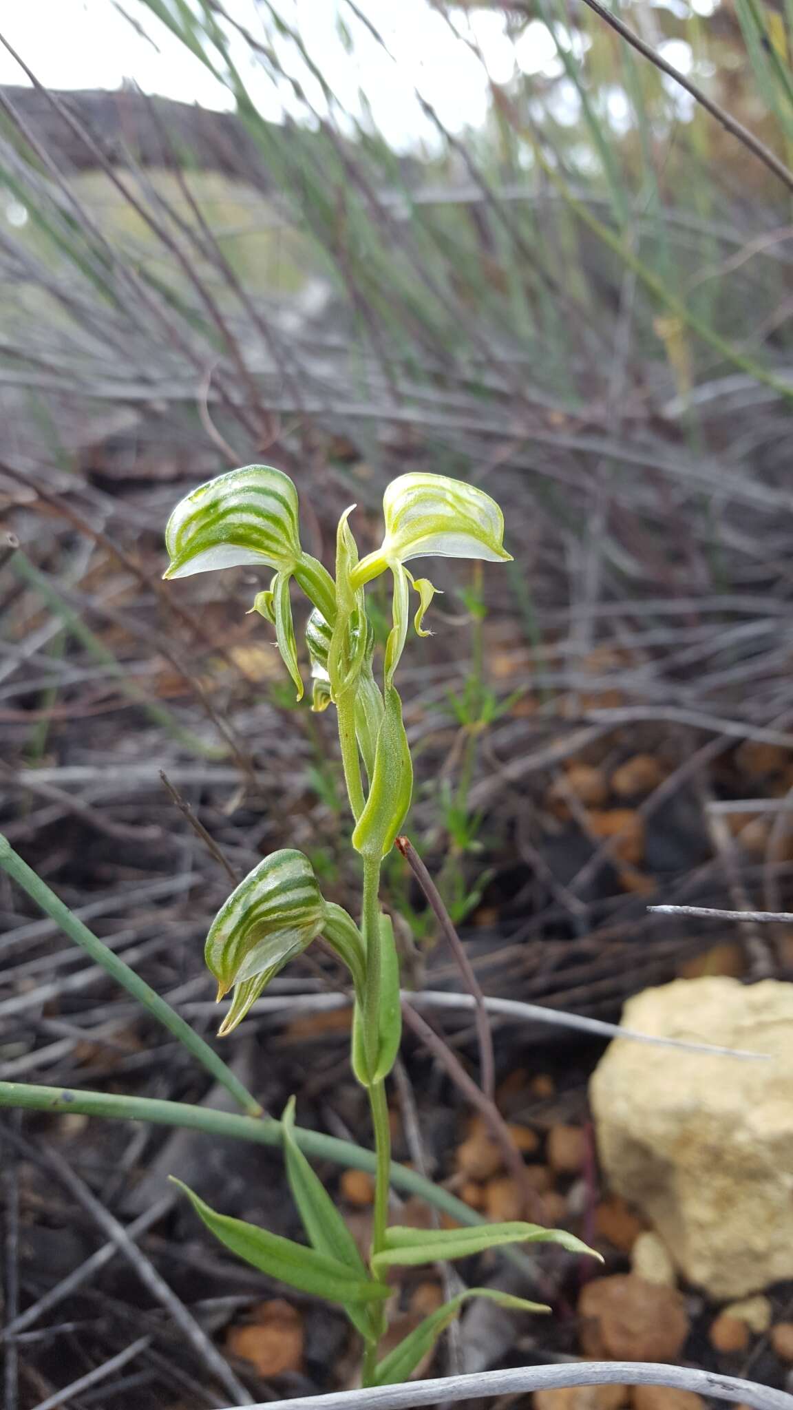 Image of Banded greenhood