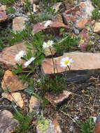 Image of blackhead fleabane