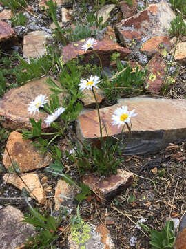 Imagem de Erigeron melanocephalus (A. Nels.) A. Nels.