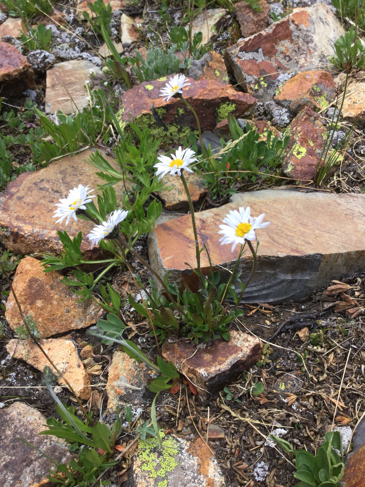 Image of blackhead fleabane