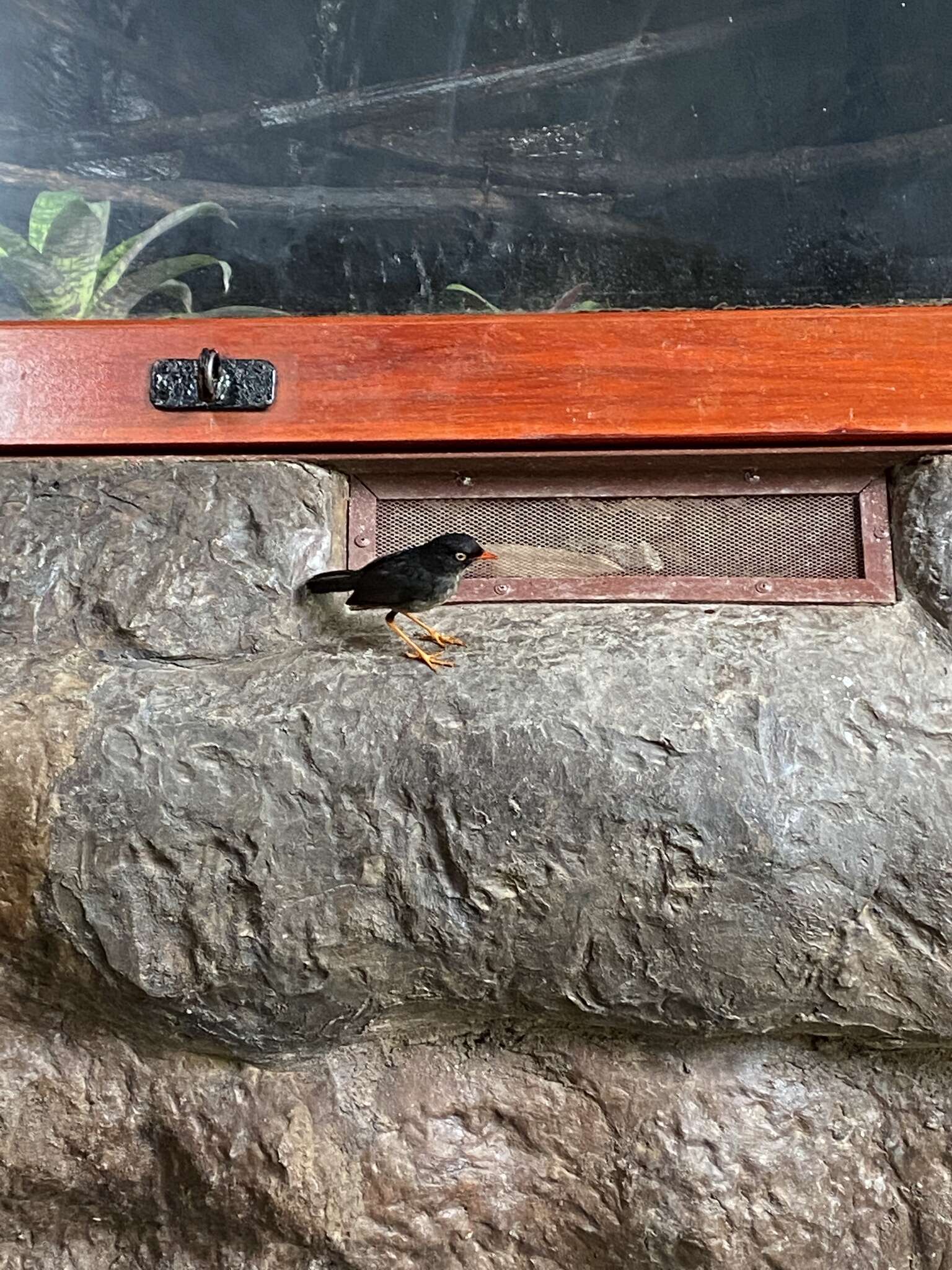 Image of Slaty-backed Nightingale-Thrush