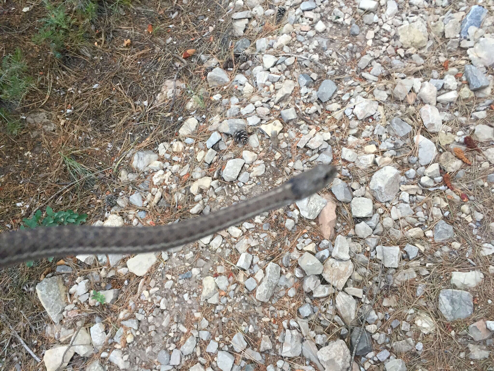 Image of Thamnophis elegans vagrans (Baird & Girard 1853)