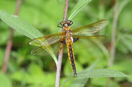 Image of eurasian baskettail