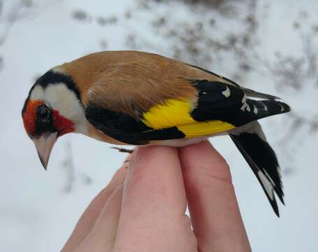 Imagem de Carduelis carduelis carduelis (Linnaeus 1758)