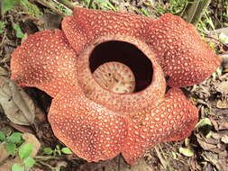 Image of Rafflesia keithii W. Meijer