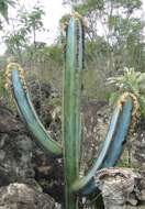 Pilosocereus fulvilanatus (Buining & Brederoo) F. Ritter的圖片