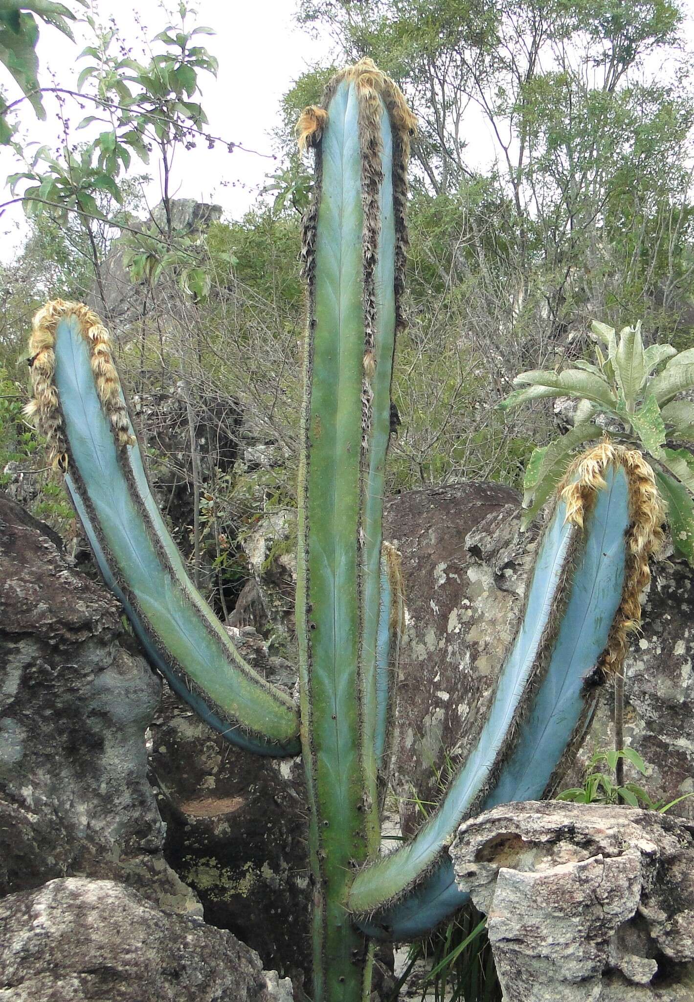 Pilosocereus fulvilanatus (Buining & Brederoo) F. Ritter的圖片