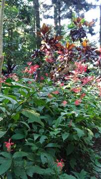 Image of Cardinal's guard flower