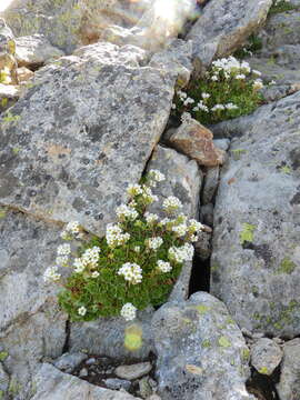 Image of Saxifraga pedemontana All.