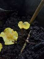 Image of Lepiota trichroma Montoya & Bandala 2006