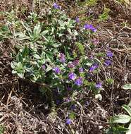 Plancia ëd Echium rosulatum subsp. davaei (Rouy) Coutinho