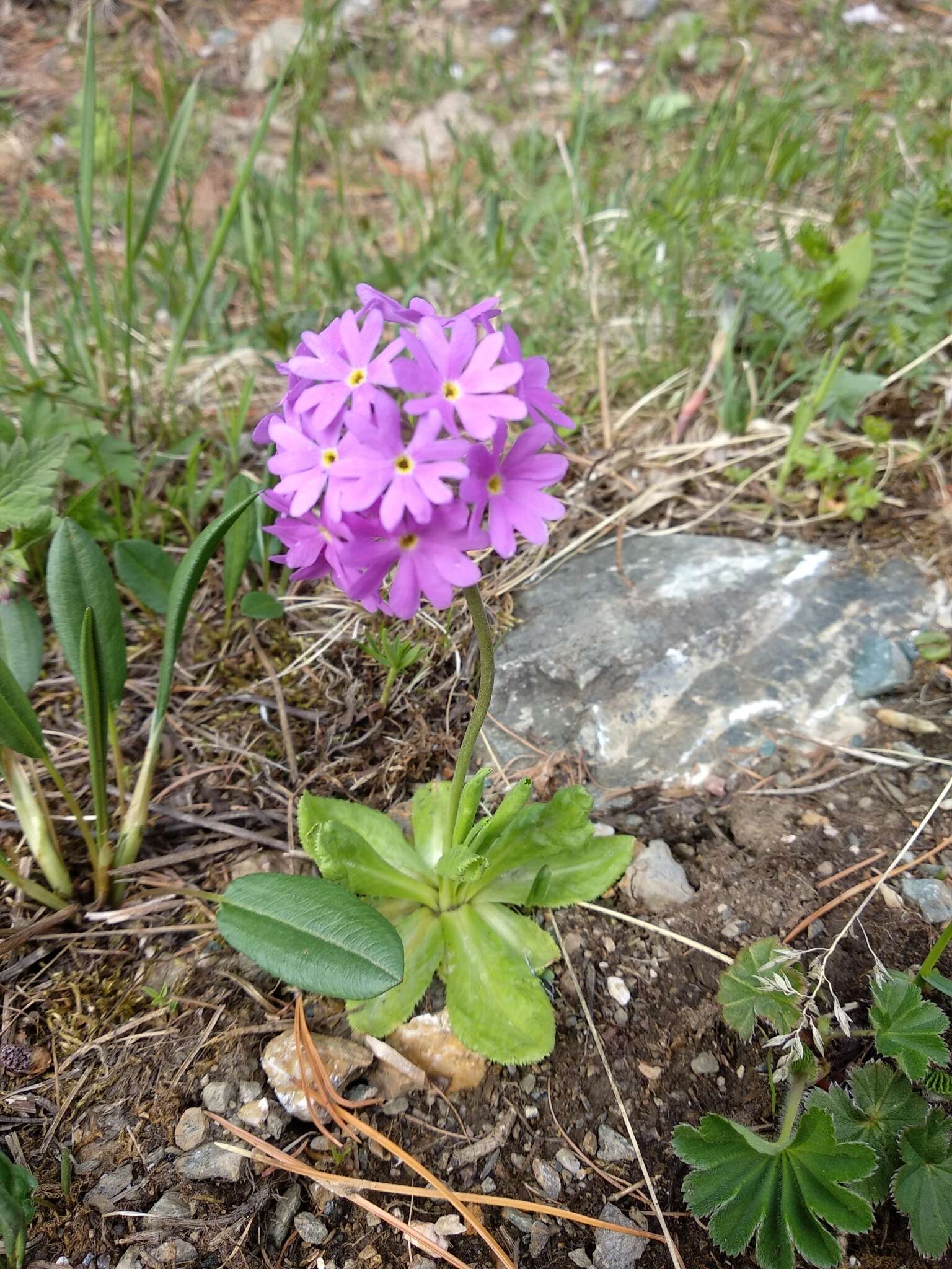 Image of Primula algida Adams