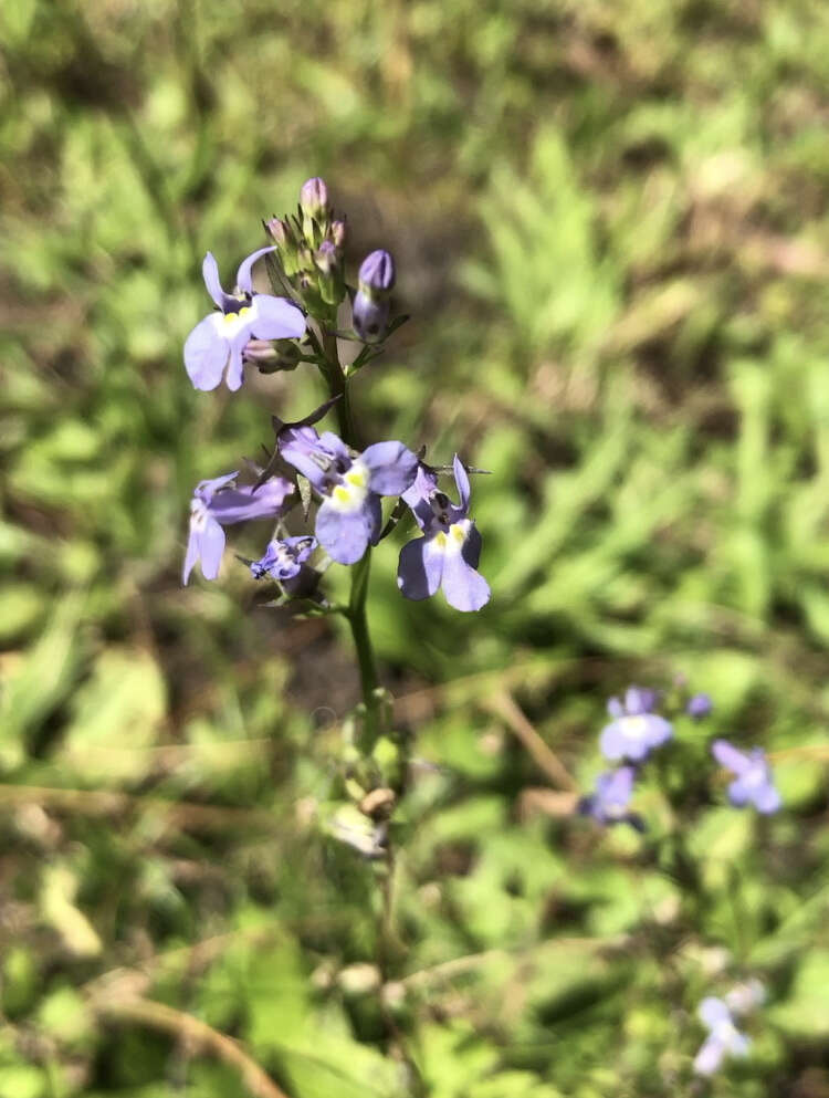 Image of pineland lobelia