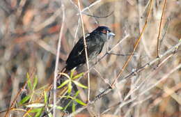 Image of Blue-billed Black Tyrant