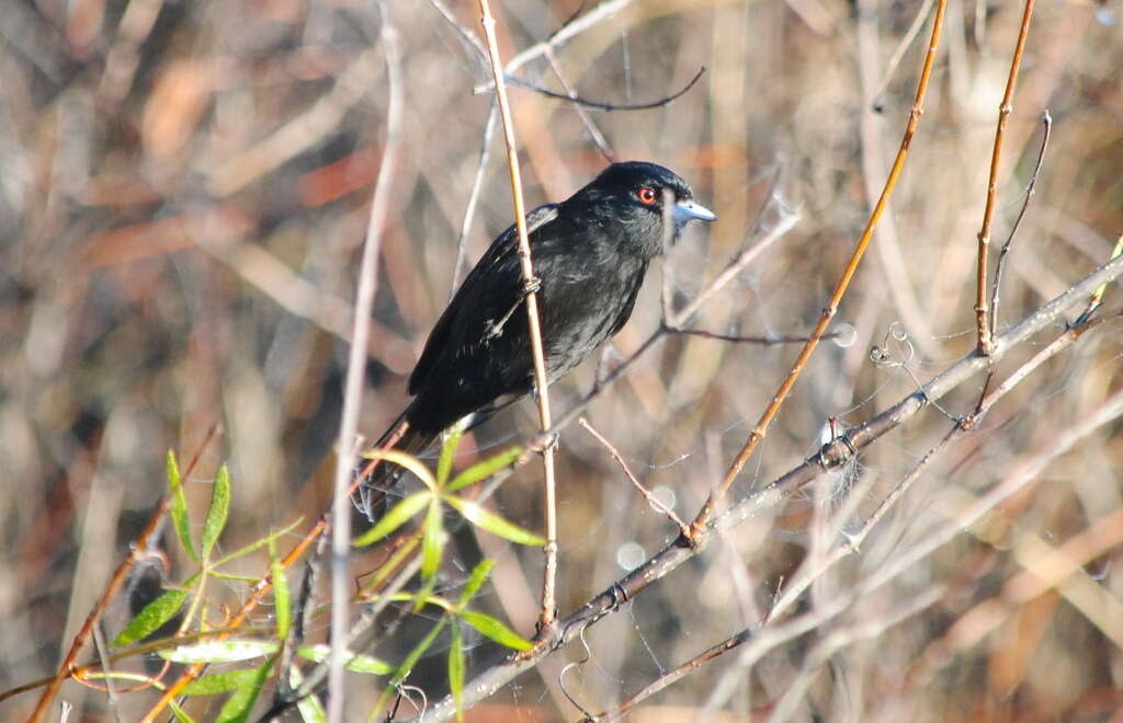 Image of Blue-billed Black Tyrant