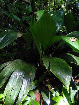 Image of Asplundia brachyphylla Harling