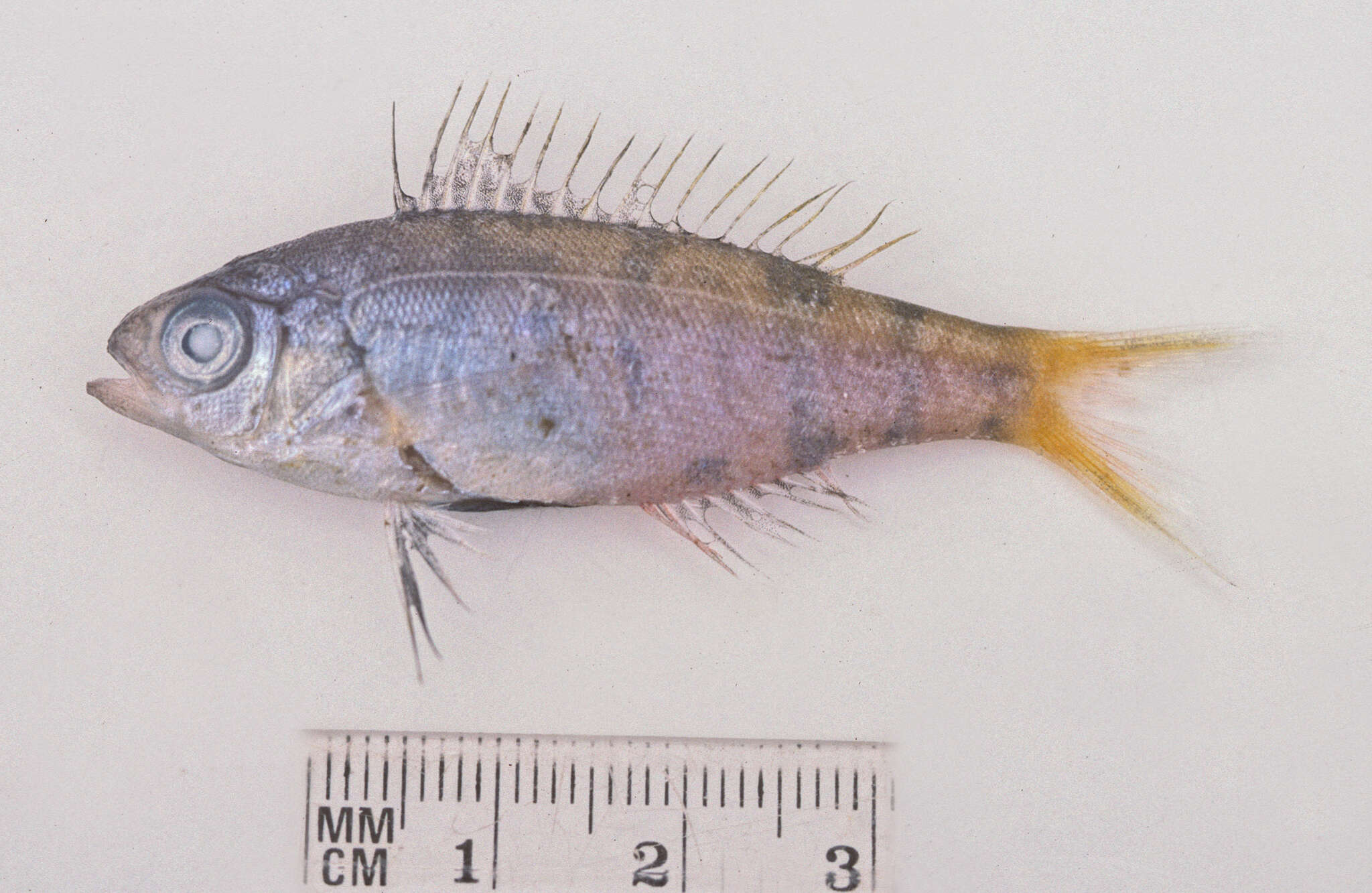 Image of Yellowtail blue snapper