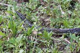 Image of Morelia spilota spilota (Lacépède 1804)