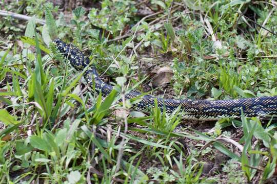 Image of Diamond python