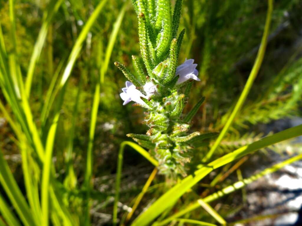 Image of Chloanthes