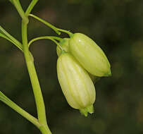 Image of Polygonatum acuminatifolium Kom.