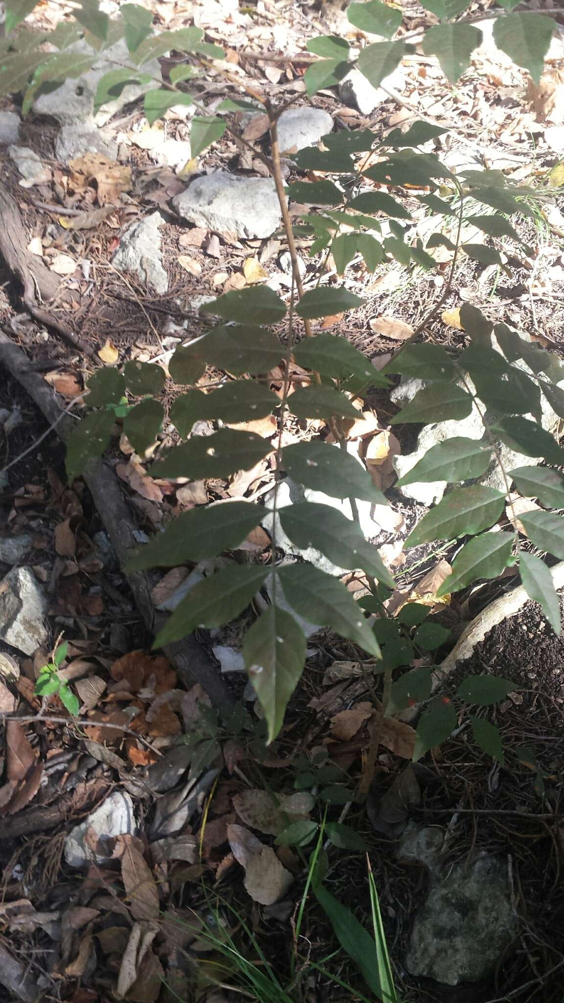 Слика од Rhus lanceolata (Gray) Britt.