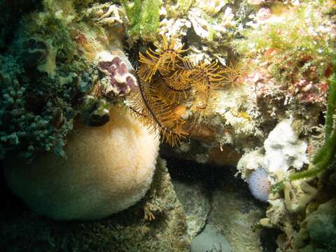 Image of Orange feather star