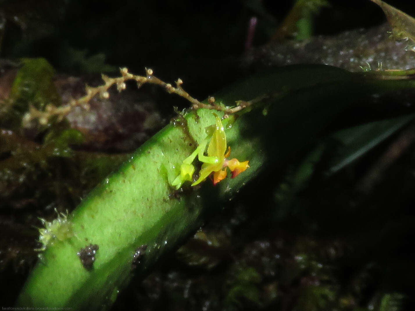 Image de Lepanthes tachirensis Foldats