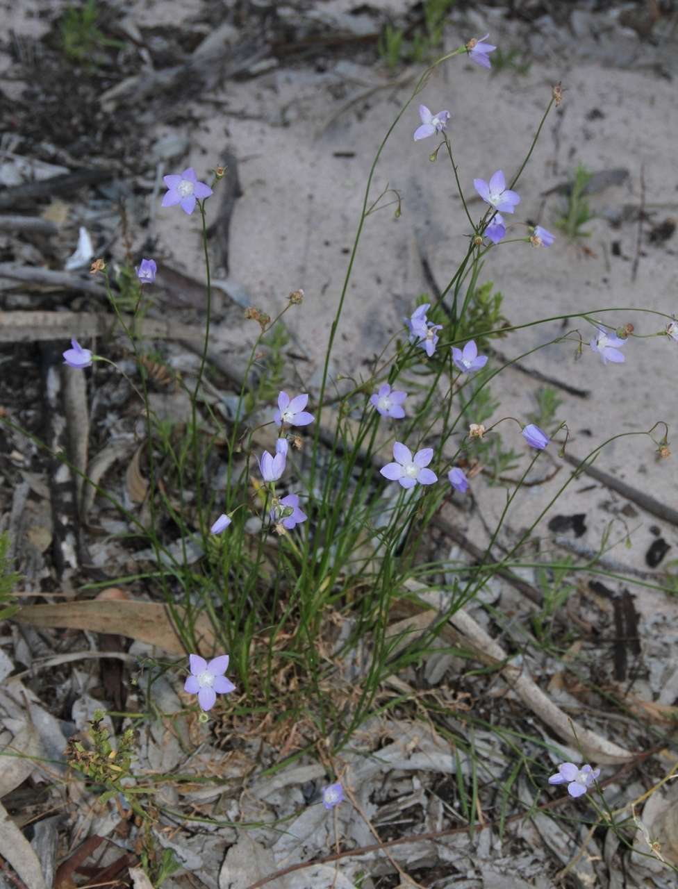 Image of Wahlenbergia fluminalis (J. M. Black) E. Wimm. ex H. Eichler