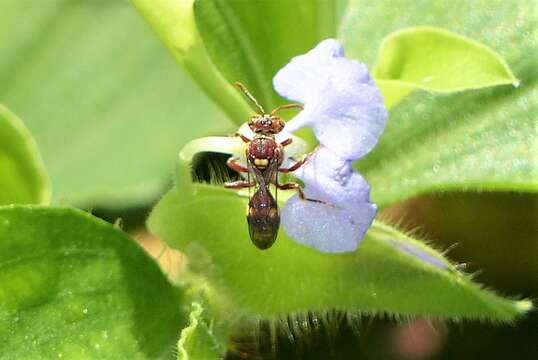 Image of Nomada adusta Smith 1875