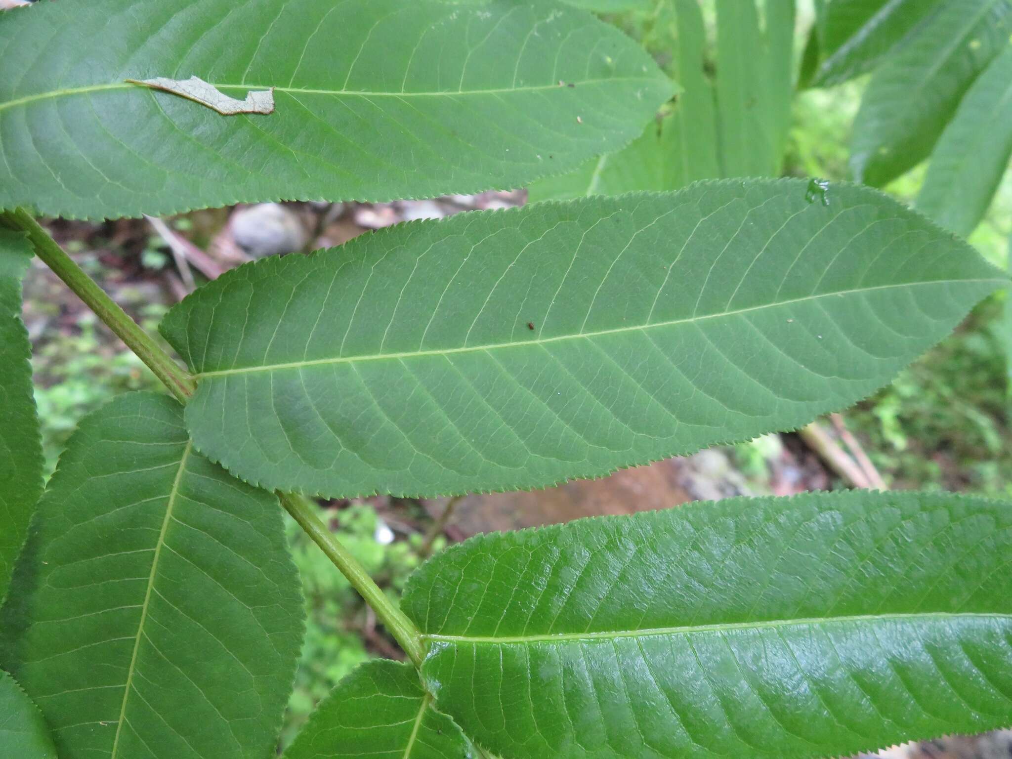 Plancia ëd Pterocarya rhoifolia Sieb. & Zucc.