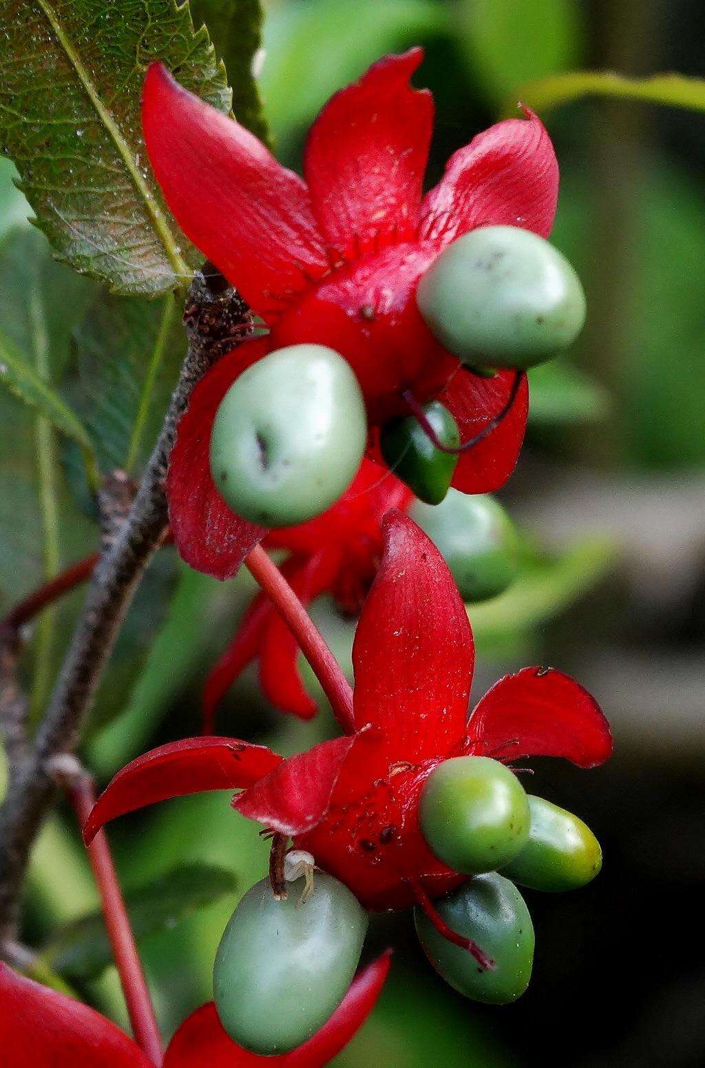 Plancia ëd Ochna serrulata (Hochst.) Walp.