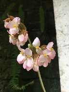 Image of starleaf begonia