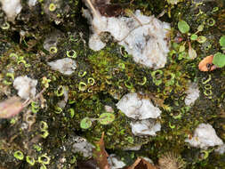 Image of chocolate chip lichen