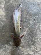 Image of Broadhead Catfish