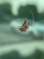 Image of Spotted orbweaver