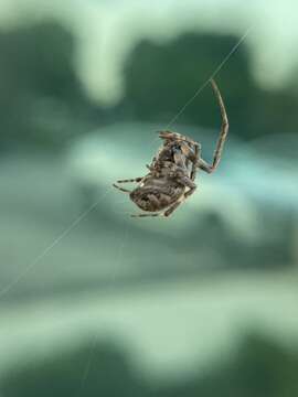 Image of Spotted orbweaver