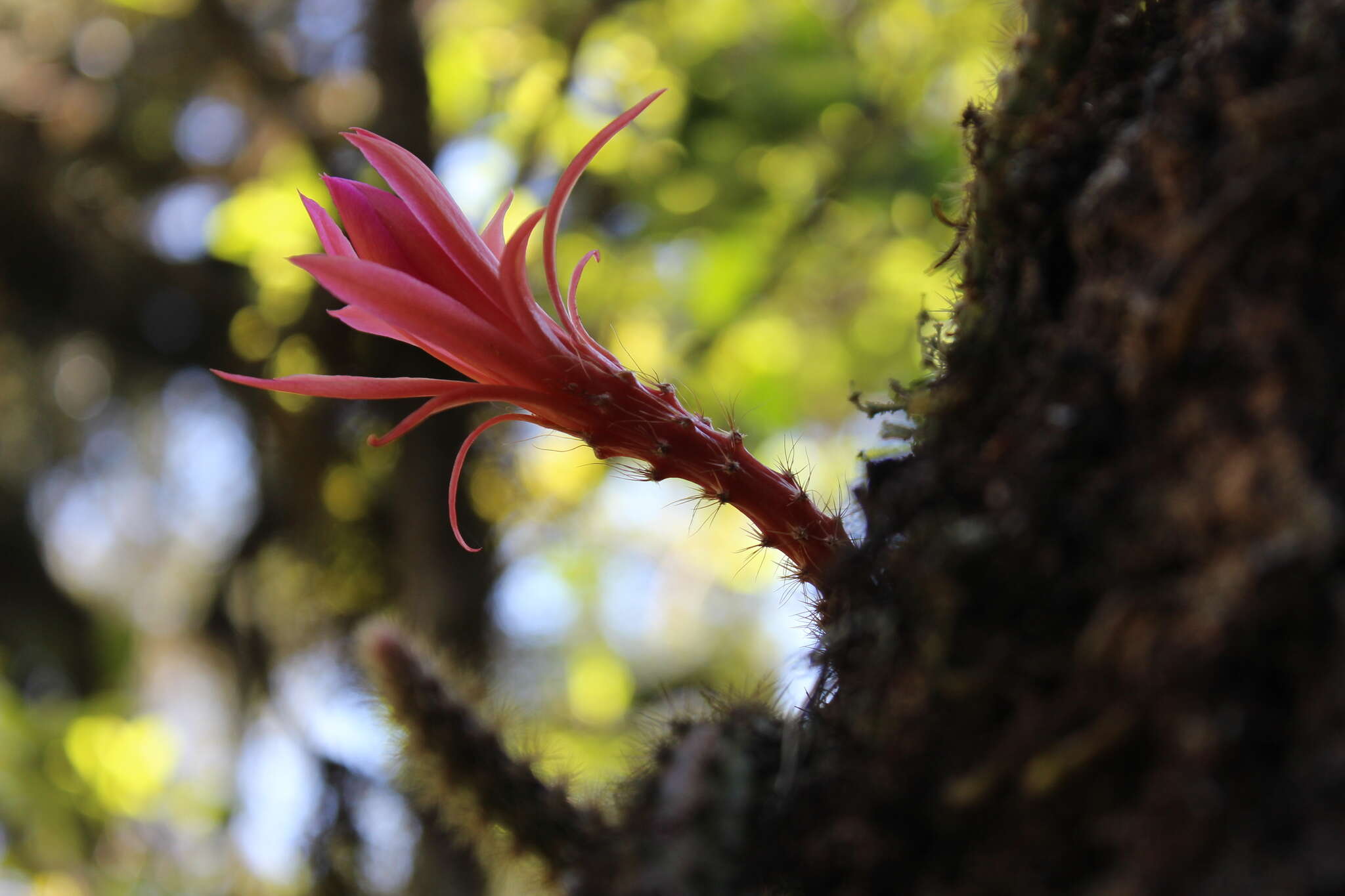 Image of Disocactus martianus (Zucc.) Barthlott