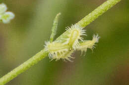 Image of sagebrush combseed