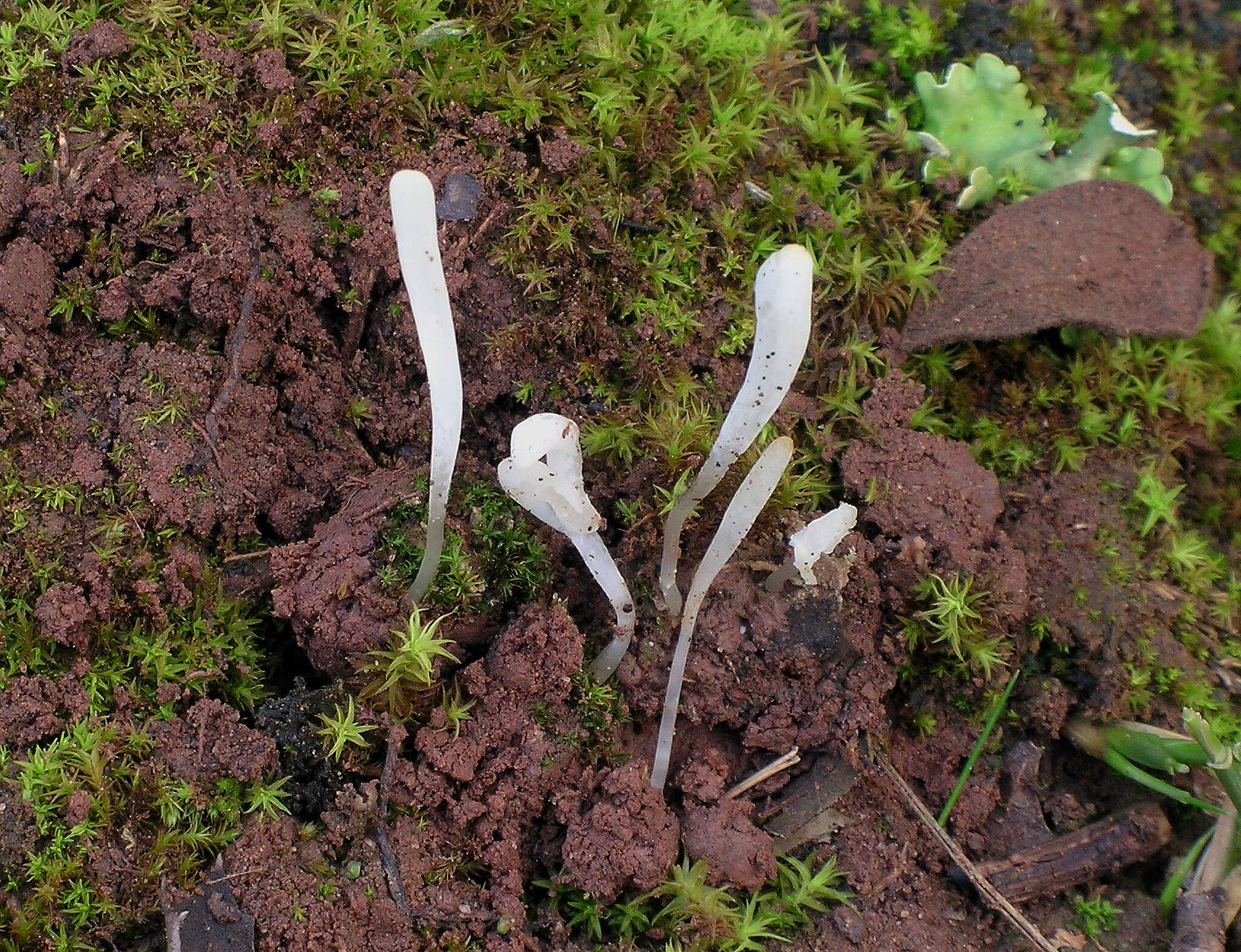 Clavaria acuta Sowerby 1803 resmi