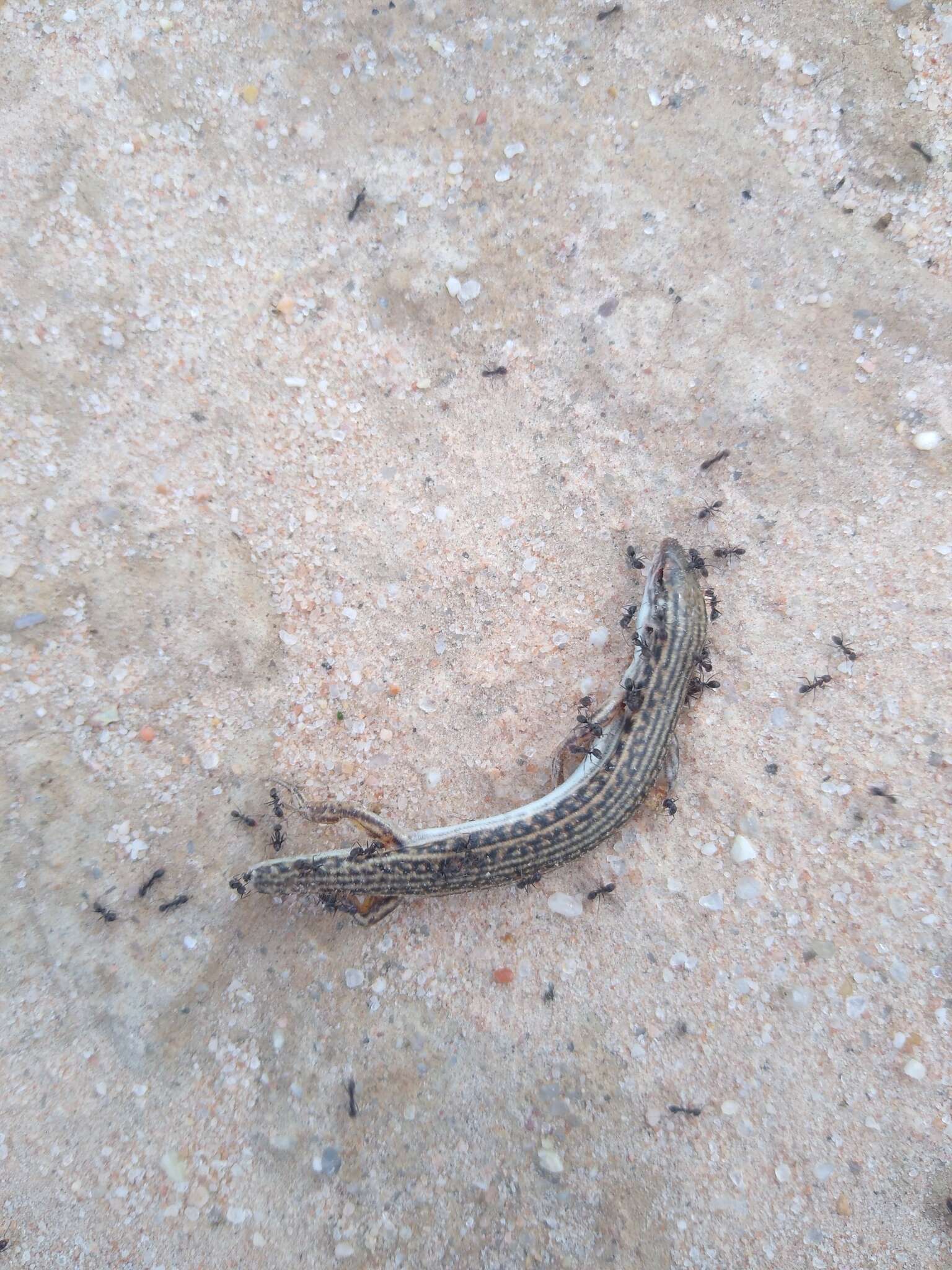 Image of Eastern Barred Wedge-snout Ctenotus