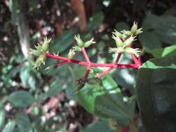 Image of Miconia lateriflora Cogn.