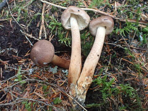 Слика од Tricholoma vaccinum (Schaeff.) P. Kumm. 1871