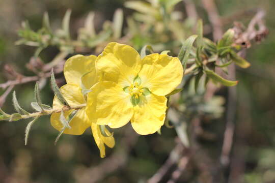 Imagem de Ludwigia sericea (Cambess.) Hara