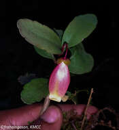 Kalanchoe porphyrocalyx (Bak.) Baill. resmi