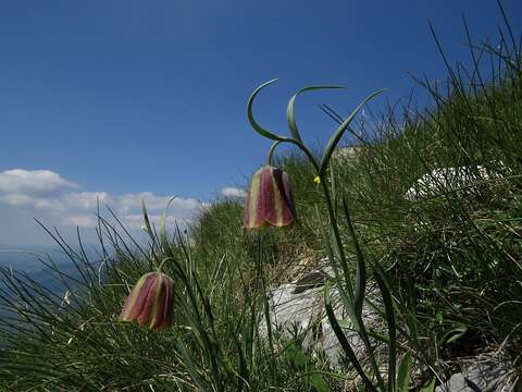 Image of Fritillaria messanensis Raf.